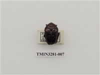 藏品(藍豔白點花金龜)的圖片